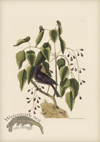 040 Purple Grossbeak
